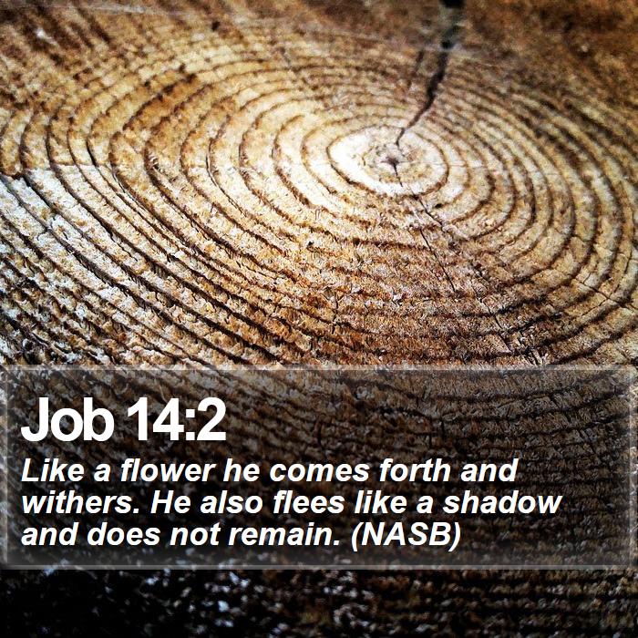 Job 14:2 - Like a flower he comes forth and withers. He also flees like a shadow and does not remain. (NASB)
